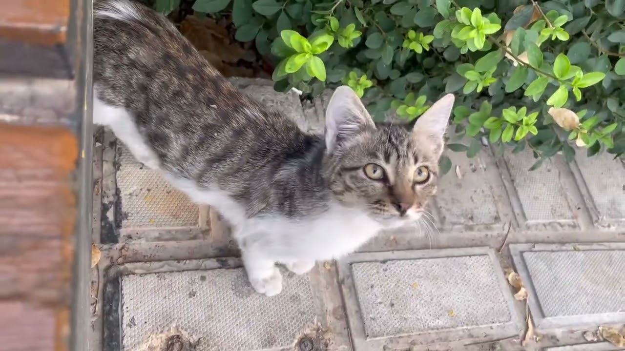 The Secret Lives of City Cats| Stories of Survival | The Charms street cats | Street Cats Uncovered