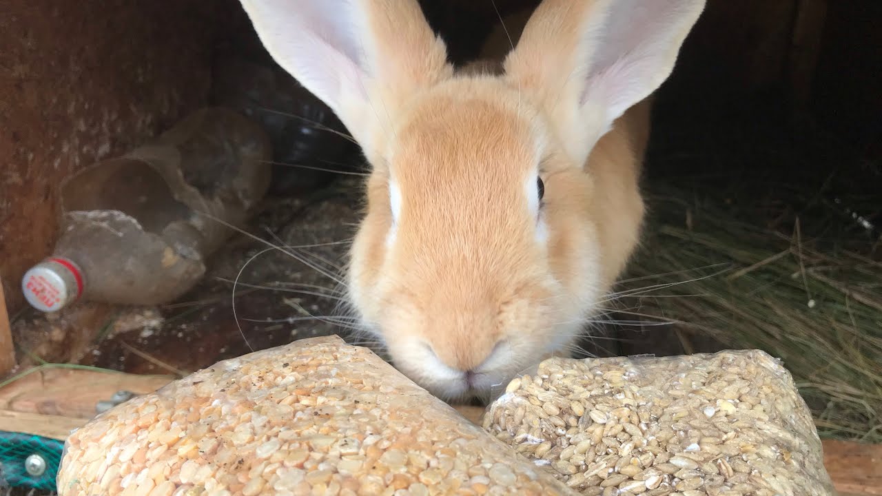 Делаем зерно смесь для кроликов 🐇 какое зерно лучше давать кроликам?