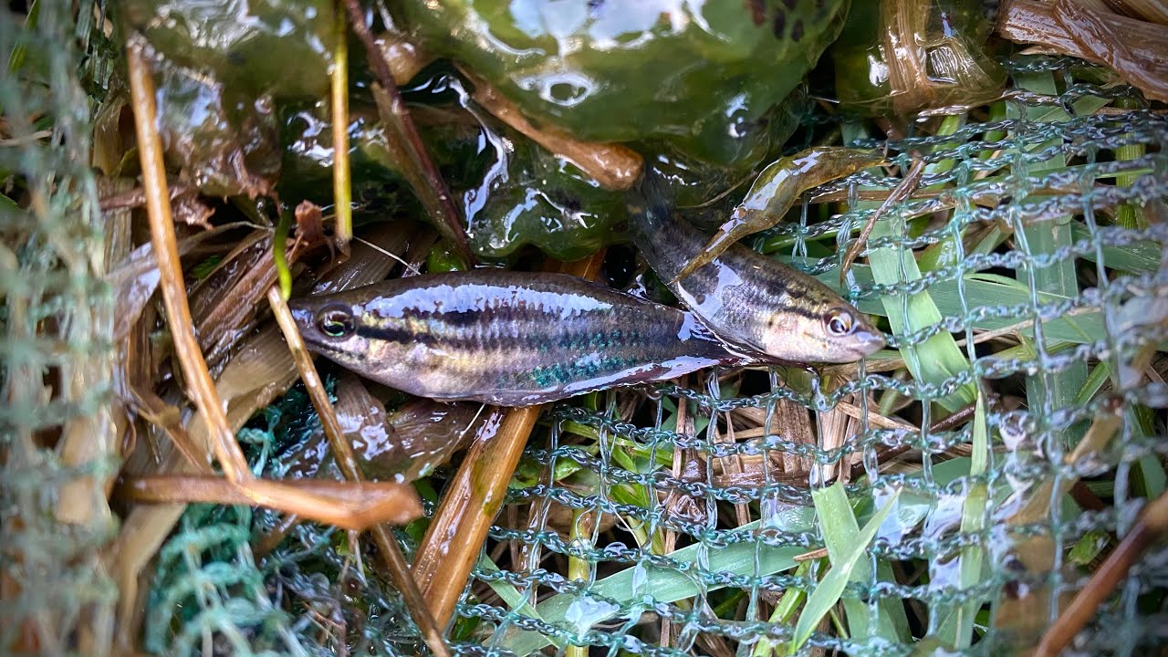 Beautiful catch fishing and observe aquatic insect in rural frog, shrimp, crab, small fish #survival