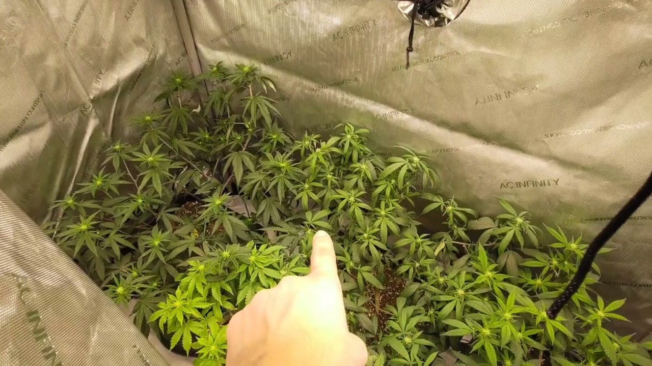 Vipar spectra xs1500 pro X2 grow series. early flower episode 1 2x4 grow