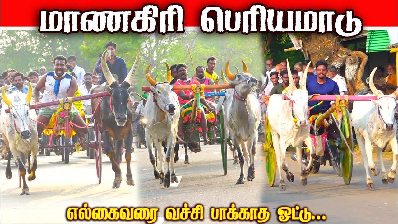 மாணகிரி பெரியமாடு பந்தயம் 17.01.2026