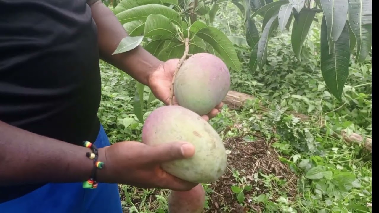 Voici la meilleure variété de manguier en  Afrique