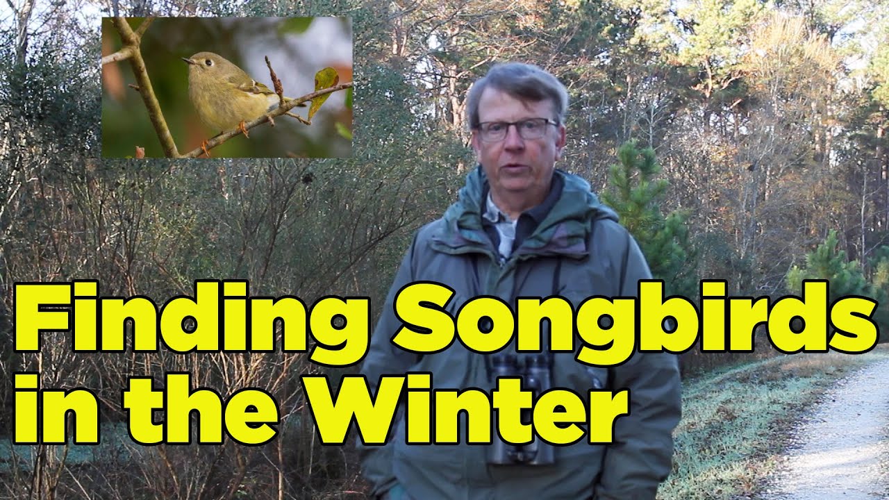 Finding Winter Birds