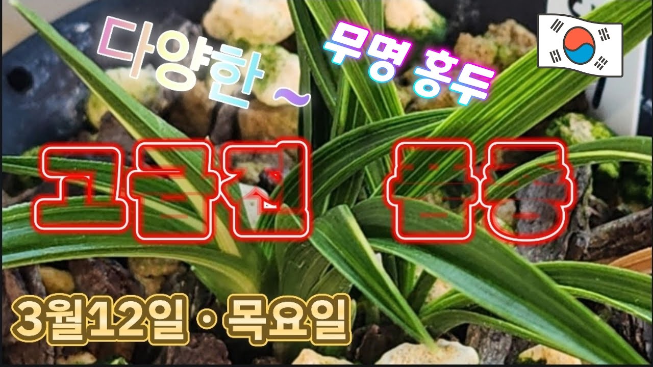 3월12일ㆍ목요일ㆍ10품종ㅡ💥💥💥💥💥ㅡ      특급 💥💥💥💥💥품종들 종자목하세요  [4K]