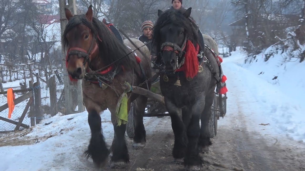 Armasarii lui Ali de la Badesti, Cluj 27 ian 2018
