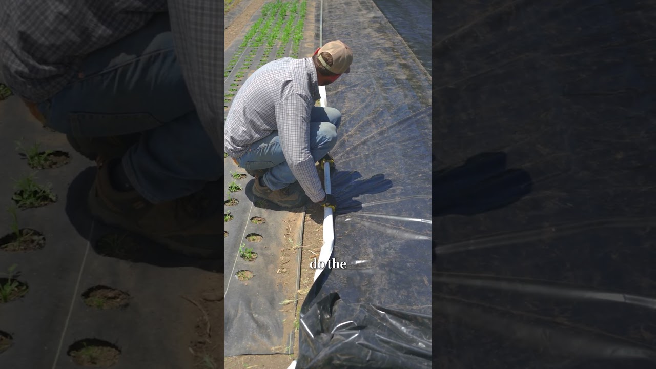 Flower Bed Prep Using a Silage Tarp