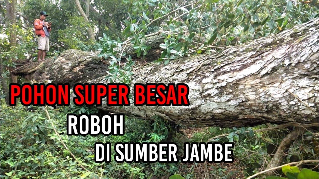 waooowwww.........pohon terbesar umur ratusan tahun akirnya tumbang