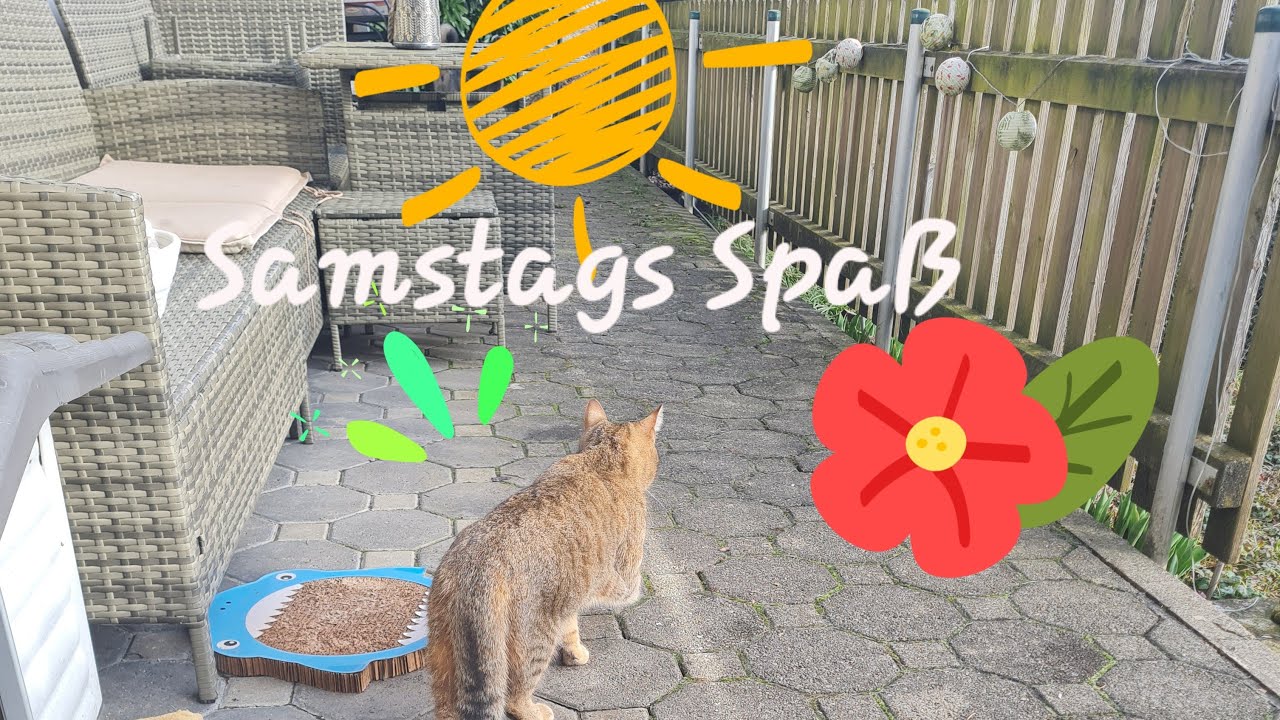 Nachnittags draußen in der Sonne☀️🥰🐈🐈‍⬛ Abends im neuen Katzenzimmer?😻🙀Wir sind dran für die süßen🥰🫶