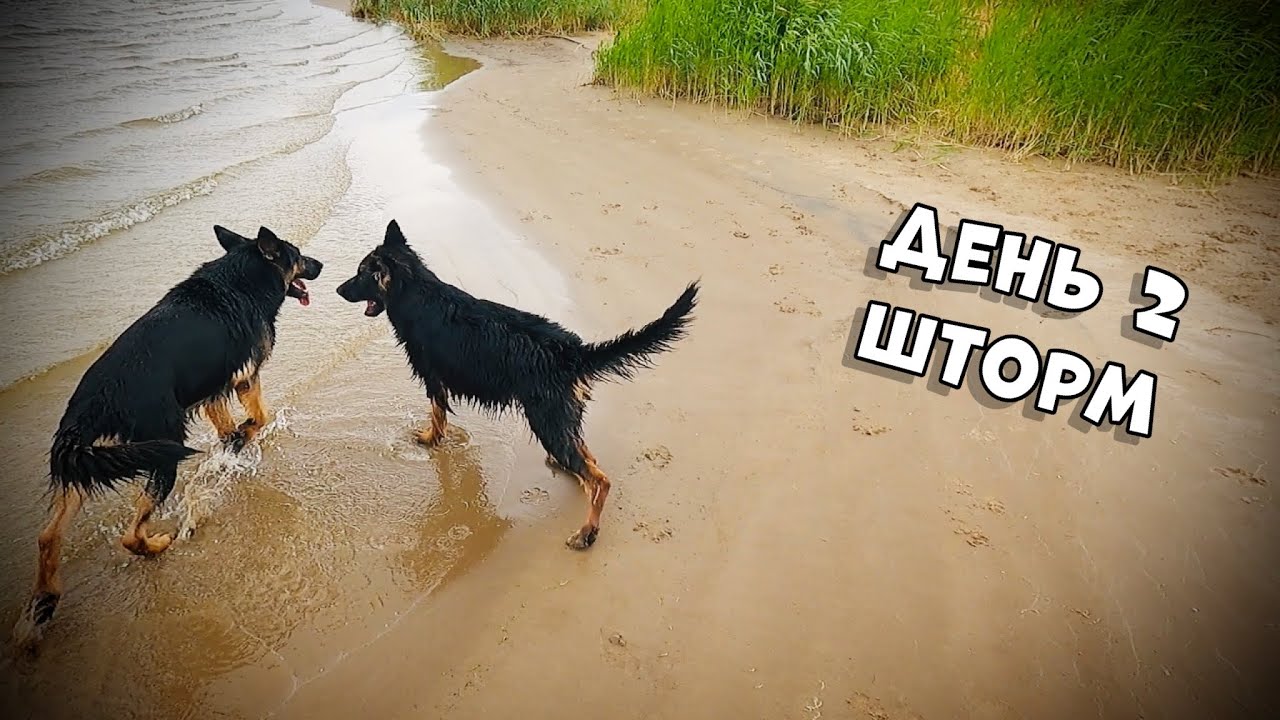 НЕМЕЦКИЕ ОВЧАРКИ НА НЕОБИТАЕМОМ ОСТРОВЕ