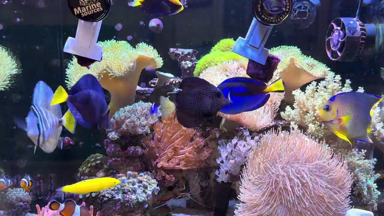 Will They Eat Nori? First Time Feeding Blue & Passer Angelfish (ASMR)