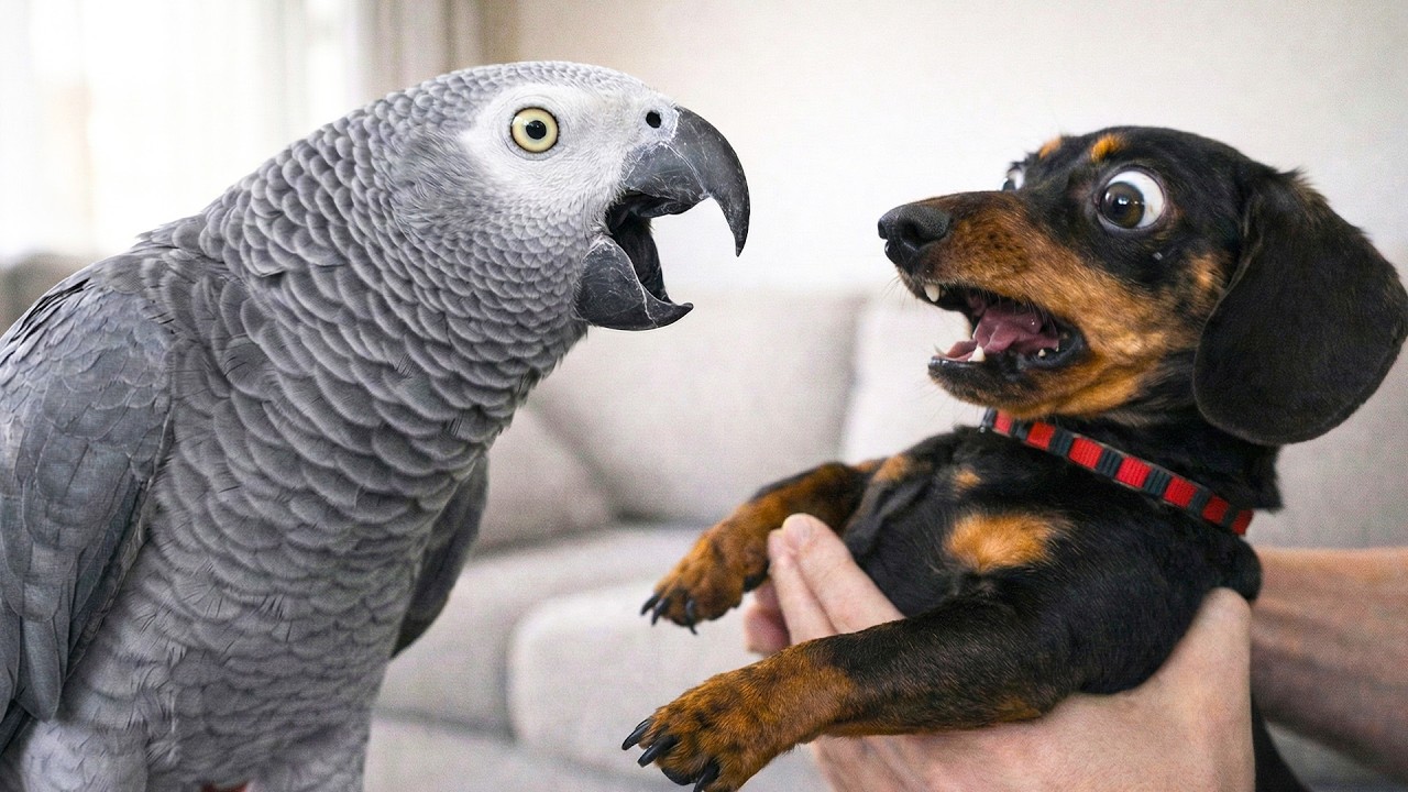 Talking Parrots vs Dogs… Funniest Reactions Ever 😂🦜🐶