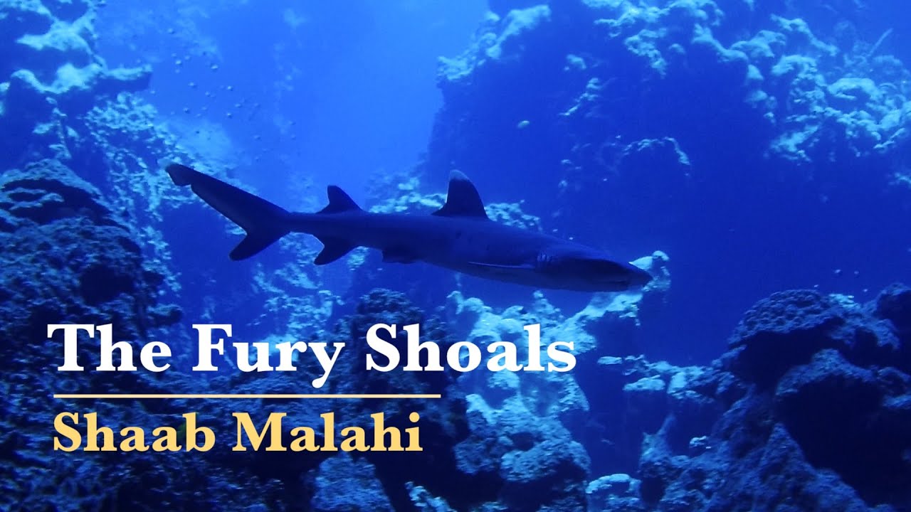 The Fury Shoals in the Red Sea &ndash; Shaab Malahi