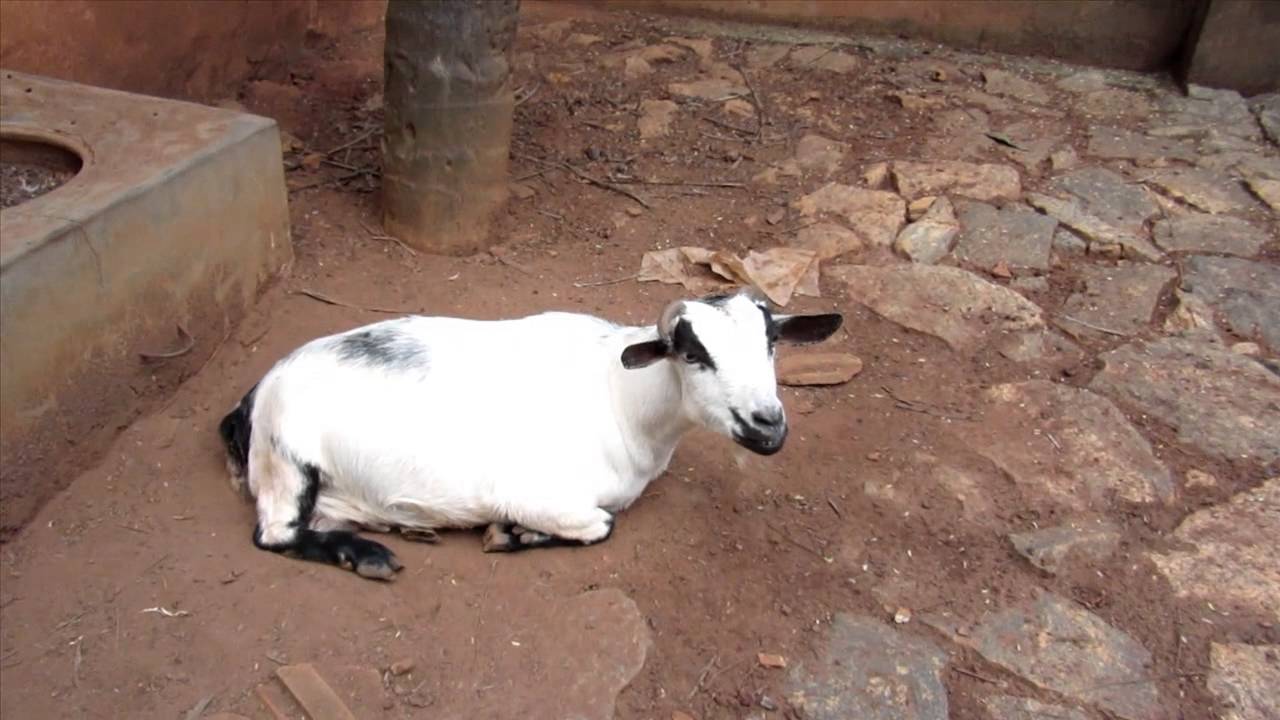 Oberhasli Genetically Modified Goat Rare Species in India