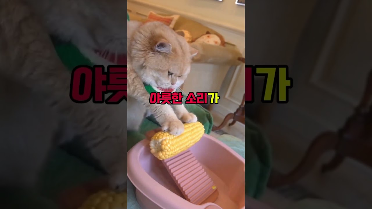 룸카페 고딩커플 개망신준 썰
