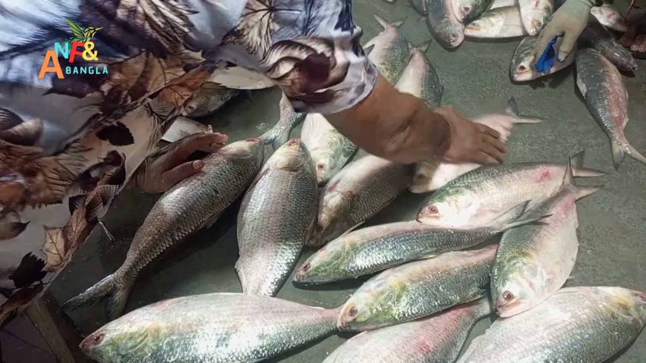 দেখুন বড় ইলিশ মাছের পাইকারি দাম।
