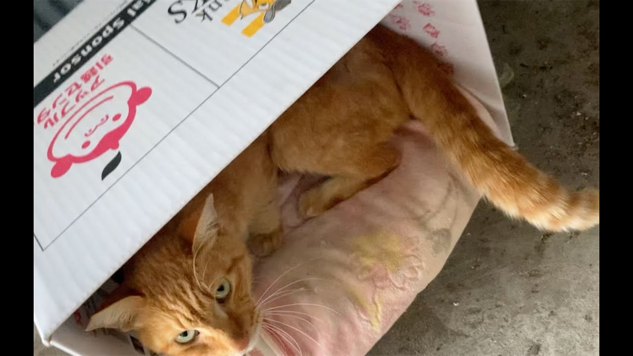外のベットを野良の子に教えたい