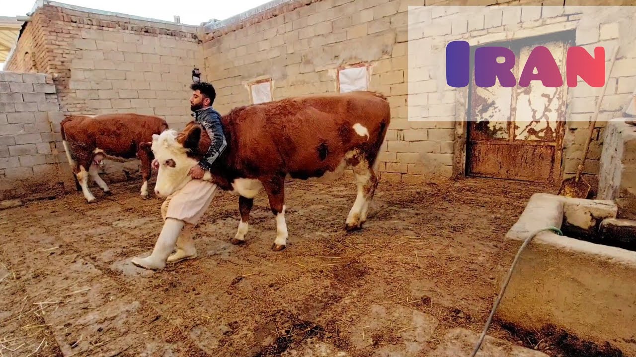 A Peaceful Day With Cows in Rural Iran