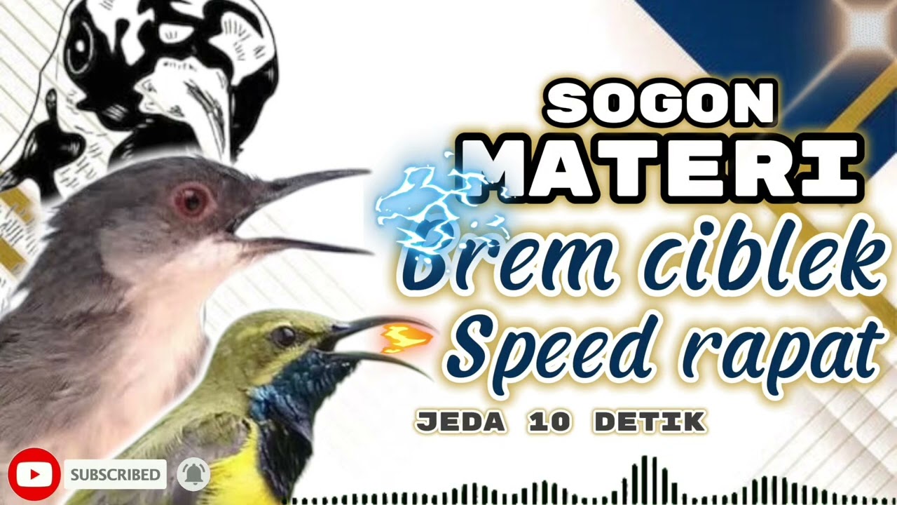 MASTERAN SOGON MATERI BREM CIBLEK SPEED RAPAT!! #sogon #sogongacor #sogokontong #sogokontonggacor