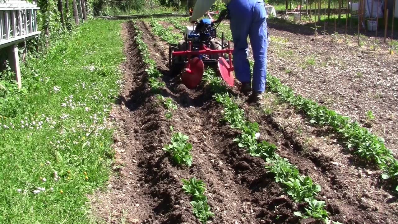 BUTTAGE POMMES DE TERRE AVEC BUTTEURS A DISQUES