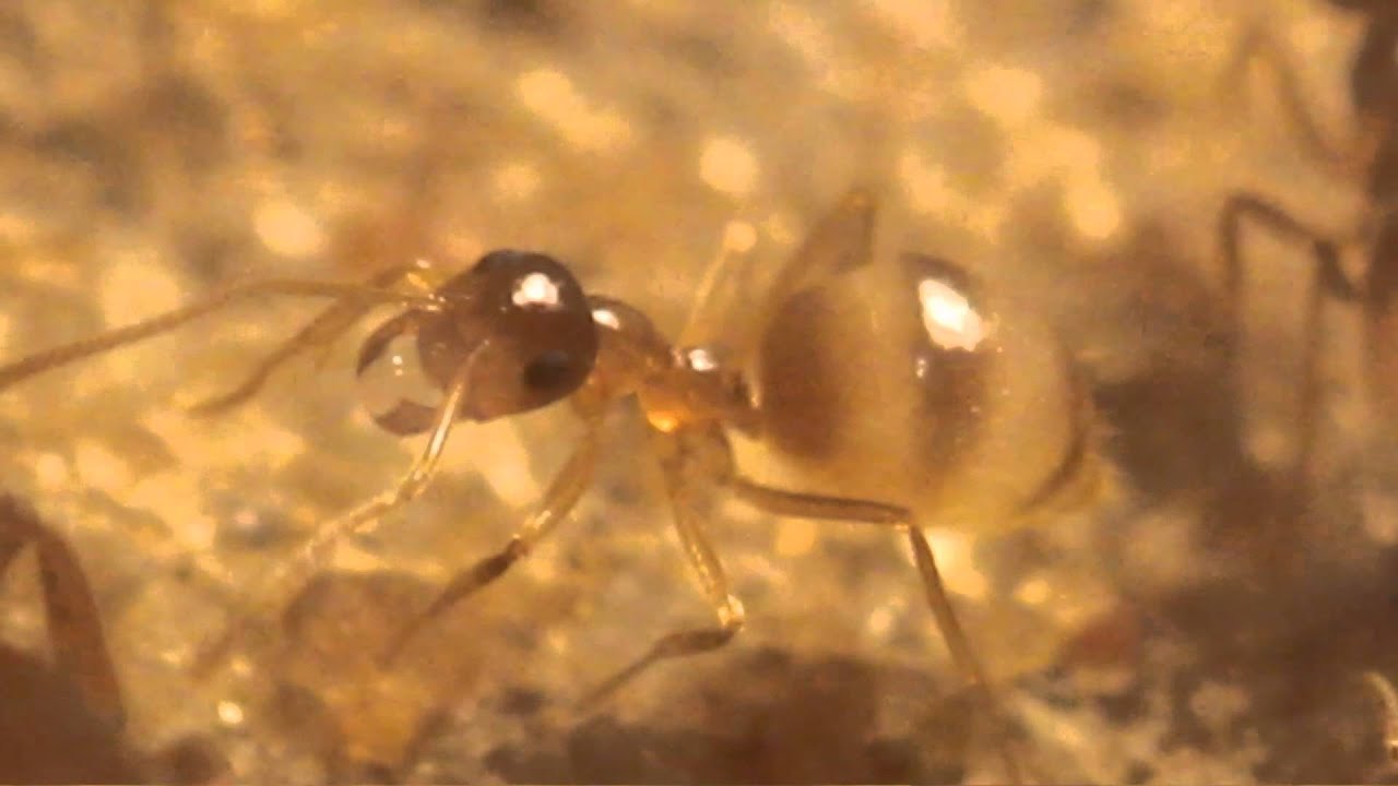 The First Egg After Diapause (Prenolepis imparis 