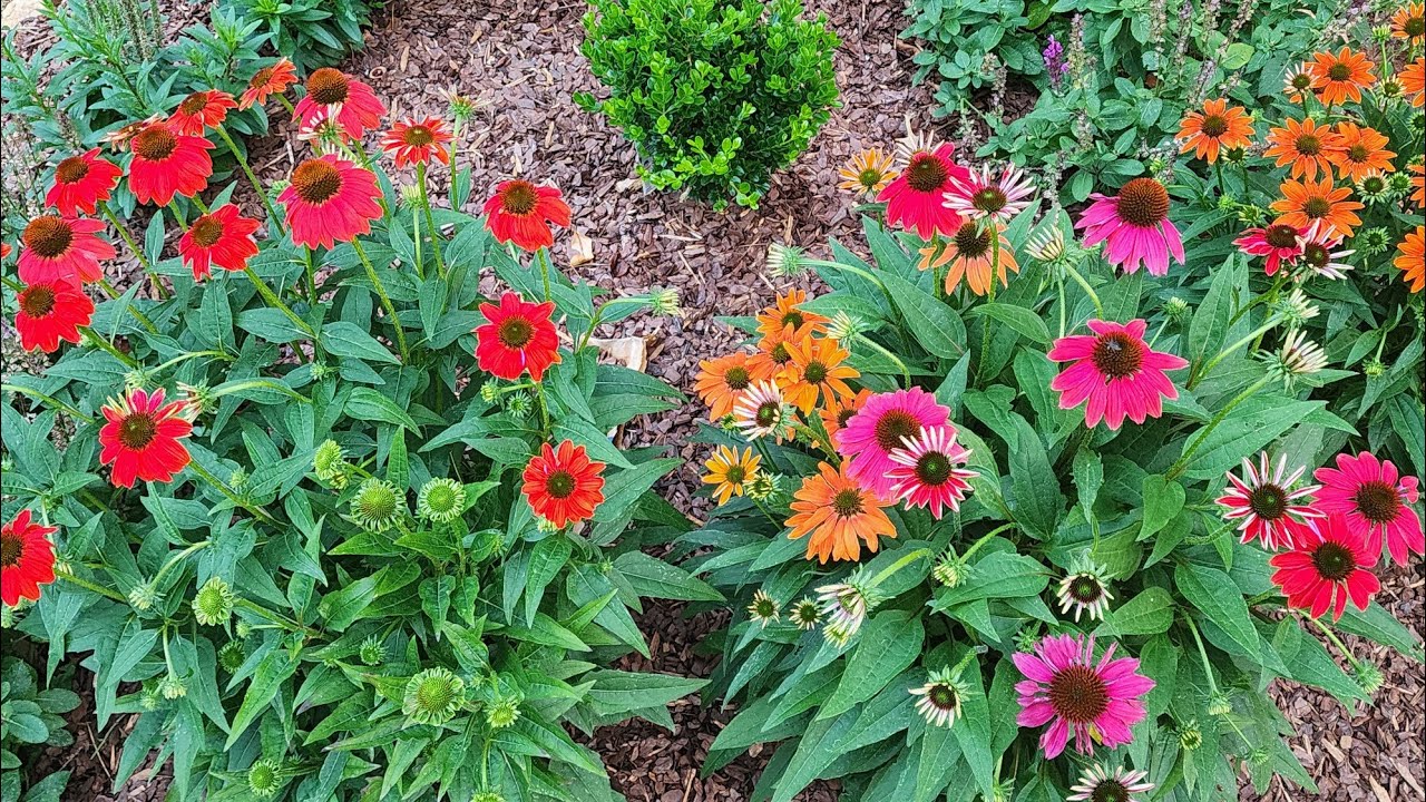 Plant Spotlight: Coneflower. Beautiful and very reliable perennial in my GA zone 8a garden