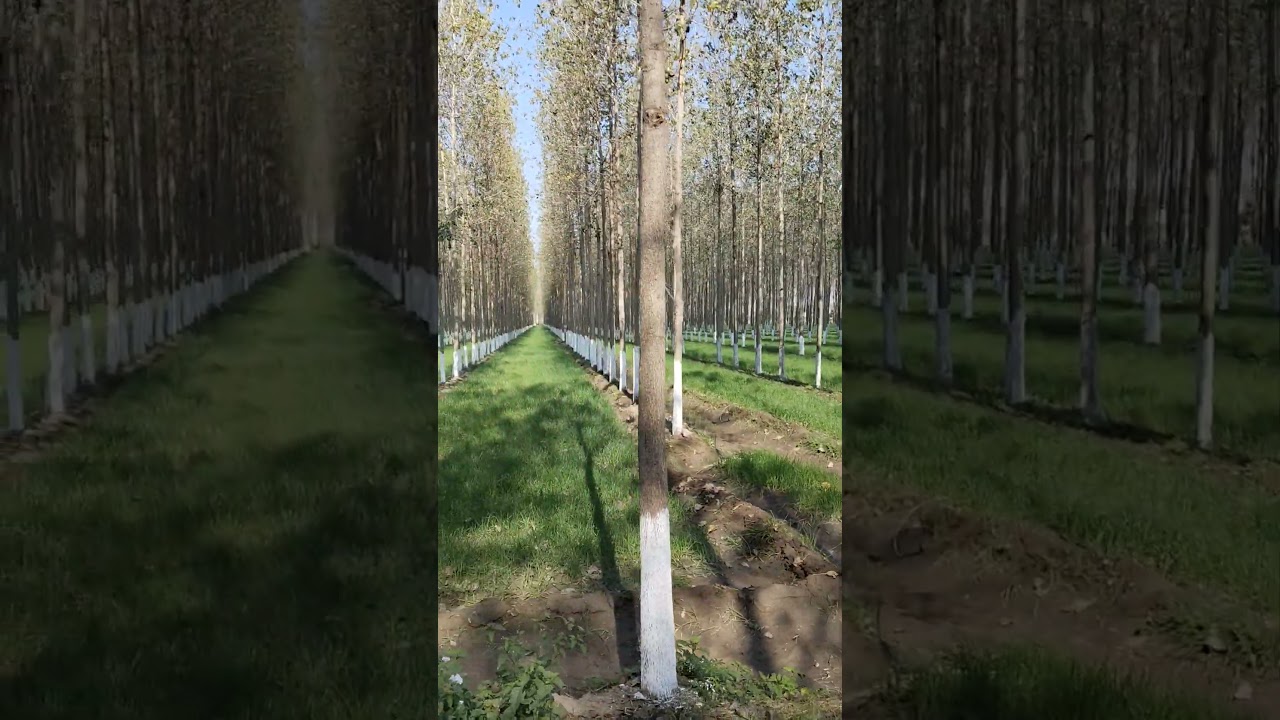 Fastest growing clone of poplar 112
