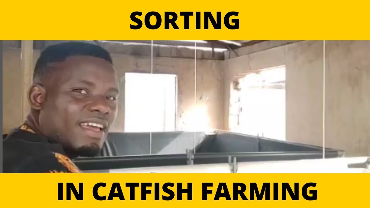 When to Sort In Catfish Farming