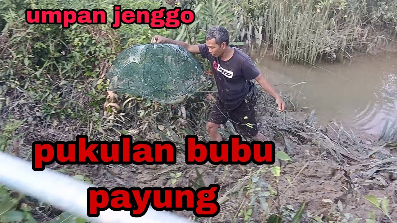 pukulan bubu payung || umpan jenggo