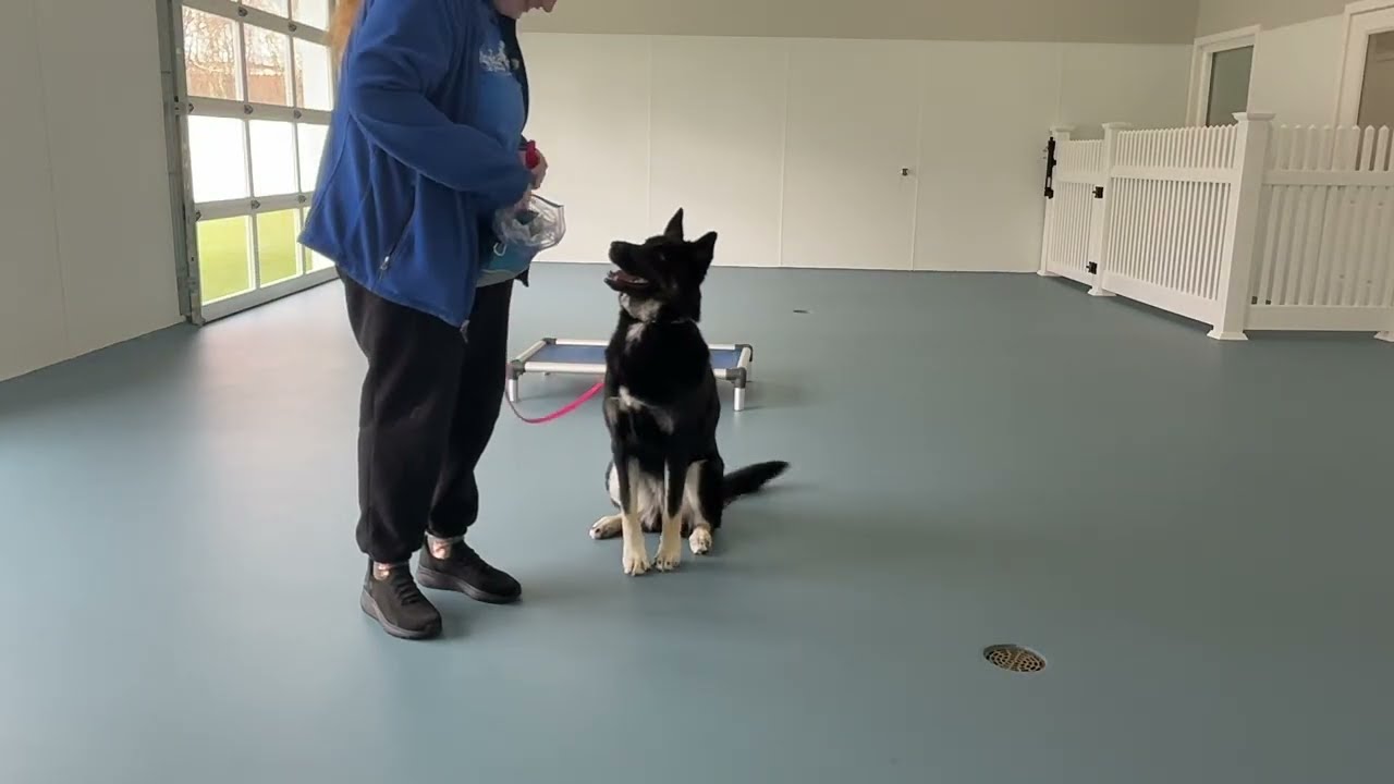 Bella- Working on leave it, sit, leash walking, place, off, look, wait, down, come, and gentle