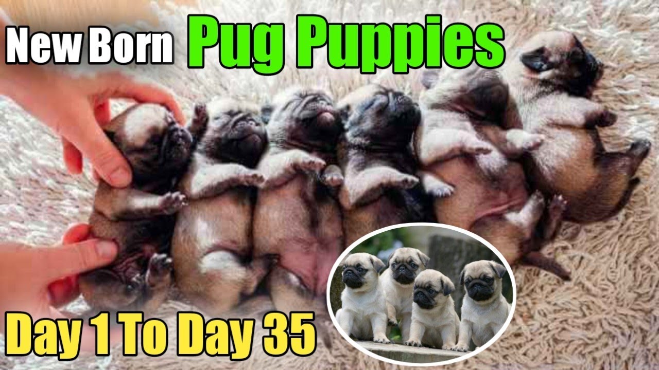 Pug puppies from day 1 to day 33 