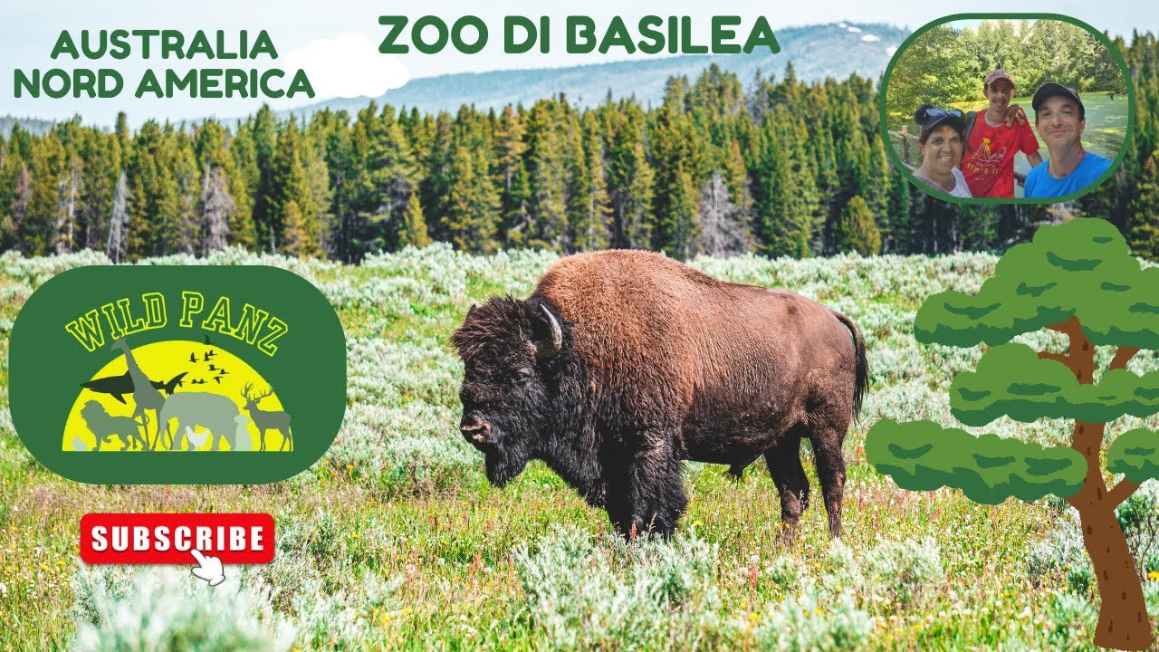 AUSTRALIA e NORD AMERICA dello ZOO di BASILEA #animals #animaux #animali #zoo #parks #travel #wild