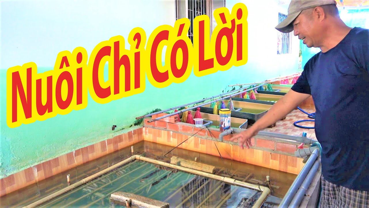 Tài Công Tàu Cá Chán Biển | Lên Bờ Chăn Nuôi Kiếm Vài Trăm Triệu 1 Năm