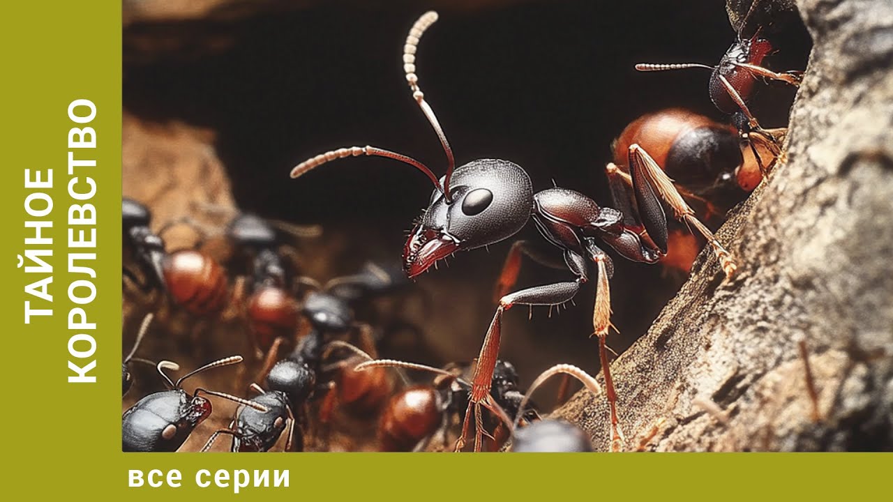Тайное королевство. Все Серии. Документальный Проект. Лучшие сериалы
