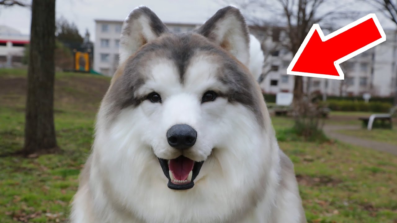 Я надел реалистичный костюм собаки и стал собакой!