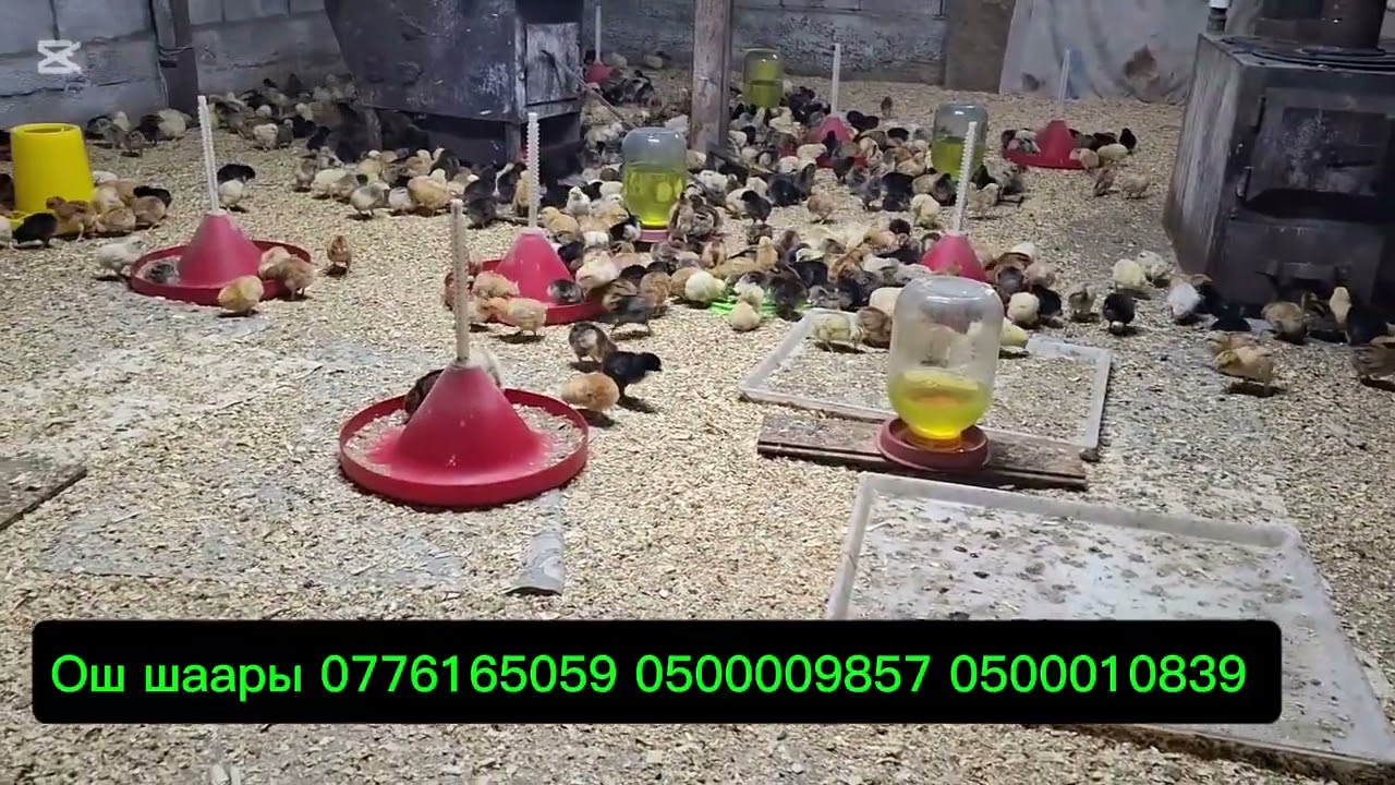 ЖОЖО СЕЗОН БАШТАЛДЫЫЫ 0776165059 0500009857 0500010839 