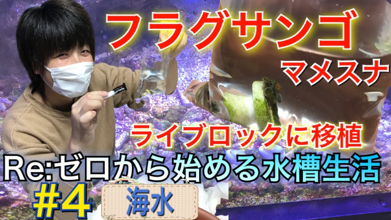 ～マメスナフラグサンゴの移植～ Re:ゼロから始める水槽生活 #4 【マリンアクアリウム】【総額200万円の水槽全滅崩壊からの復活日記】(サンゴ・海水・水草・淡水・魚・水槽)水槽ルーティーン・海水水槽