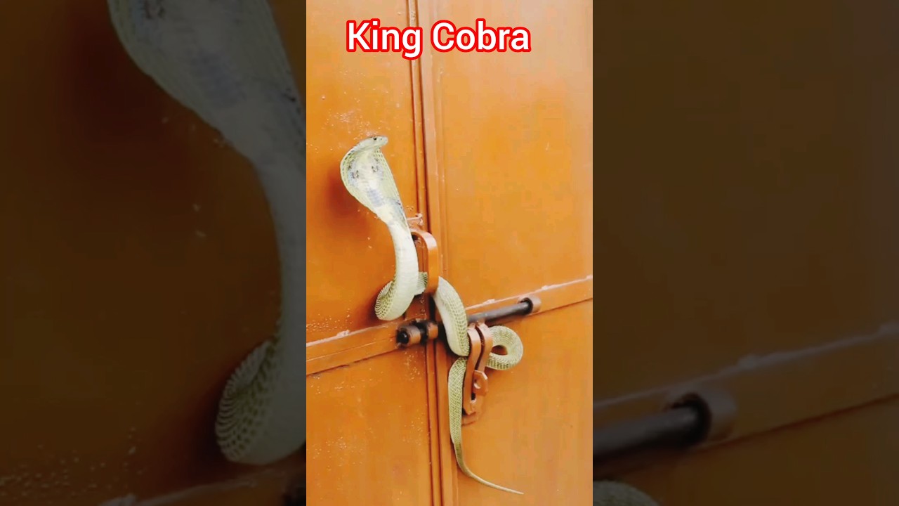 Snake videography 🐉🐉 