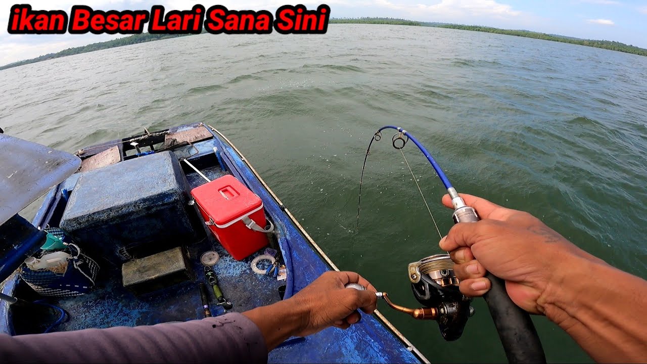 ikan Besar Yg Satu ini Memang Paling Beda, Tidak Mudah Menyerah, Tumben Bisa Dapat