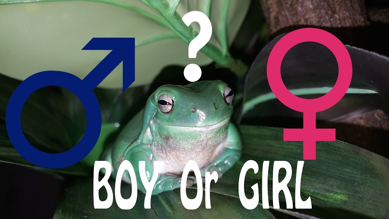 How To Determine the Gender of a White's Tree Frog