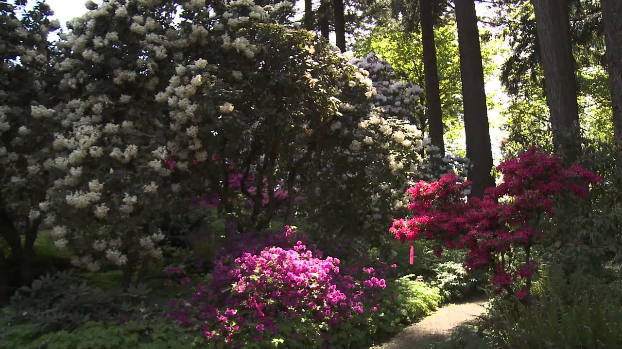 Grant's Getaways:  Spring Rhododendrons