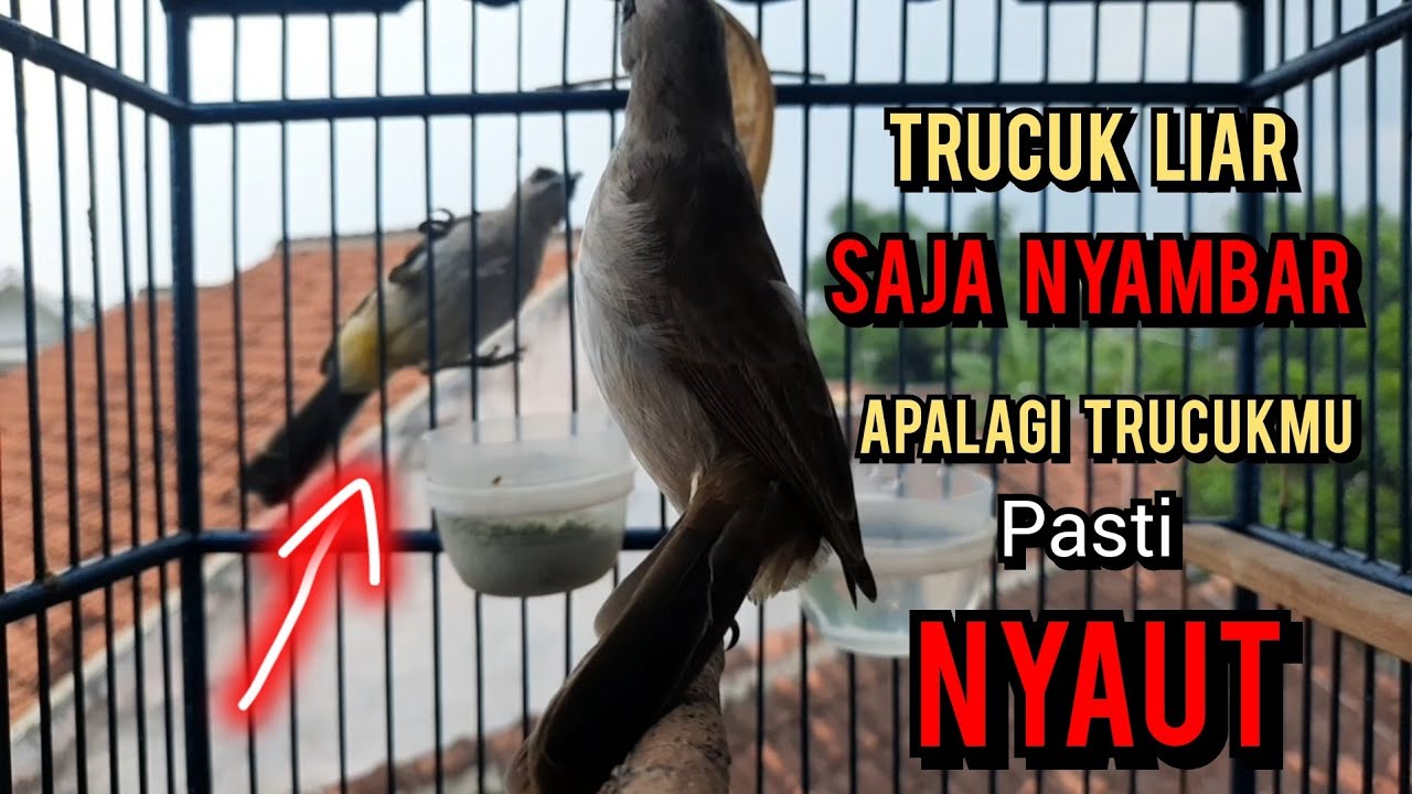 trucuk betina memanggil jantan ini paling cepat direspon jadikan trucukan gacor nyaut seketika