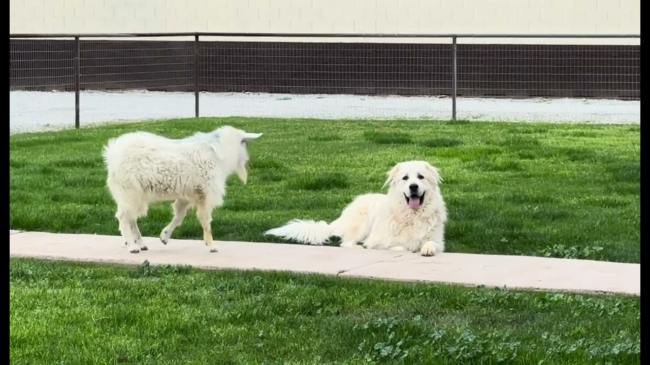Bring Chickens, Goats and Doggies