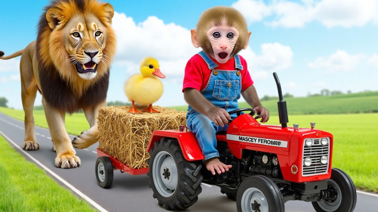 Monkey Nana drove a homemade tractor to rescue the bunny from a deep hole and rebuild the cage