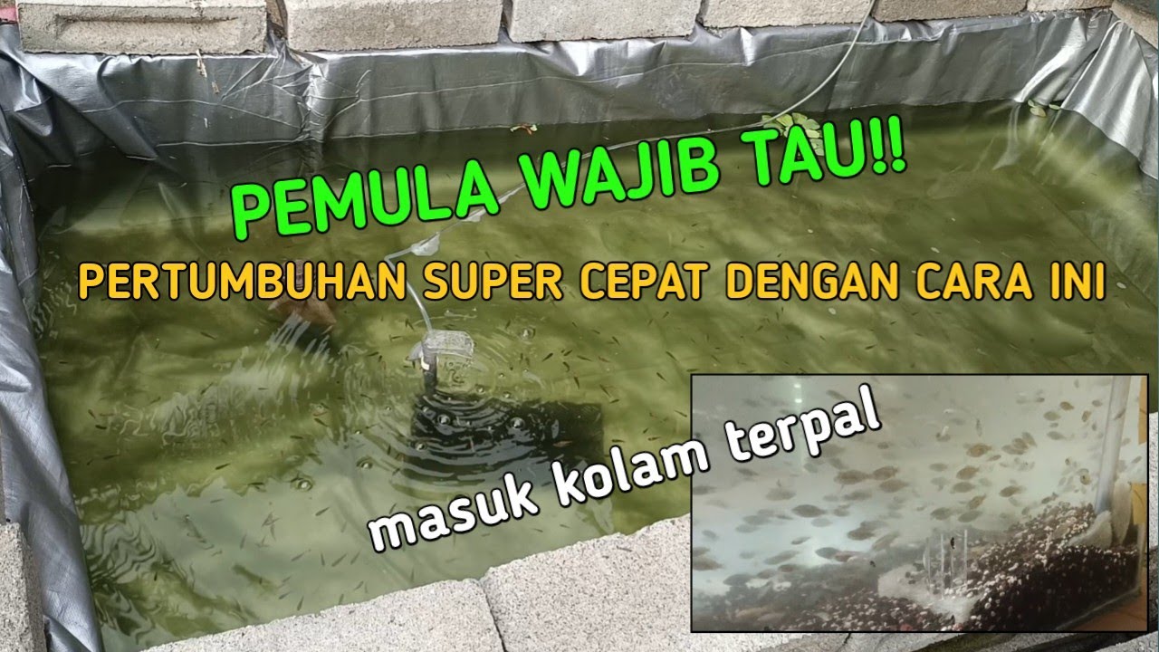 LARVA IKAN NILA USIA 20 HARI || pertumbuhan larva super cepat melakukan cara ini !! #ikannila