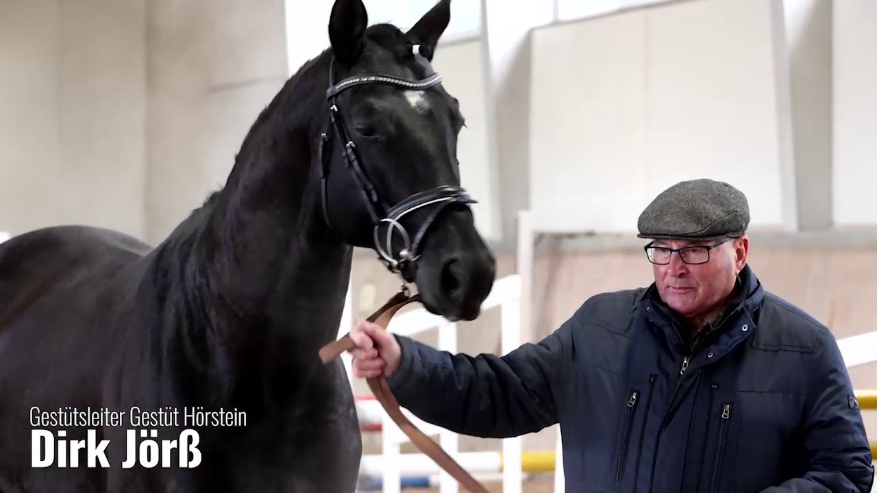 Digitale Trakehner Hengstschau: Tarison