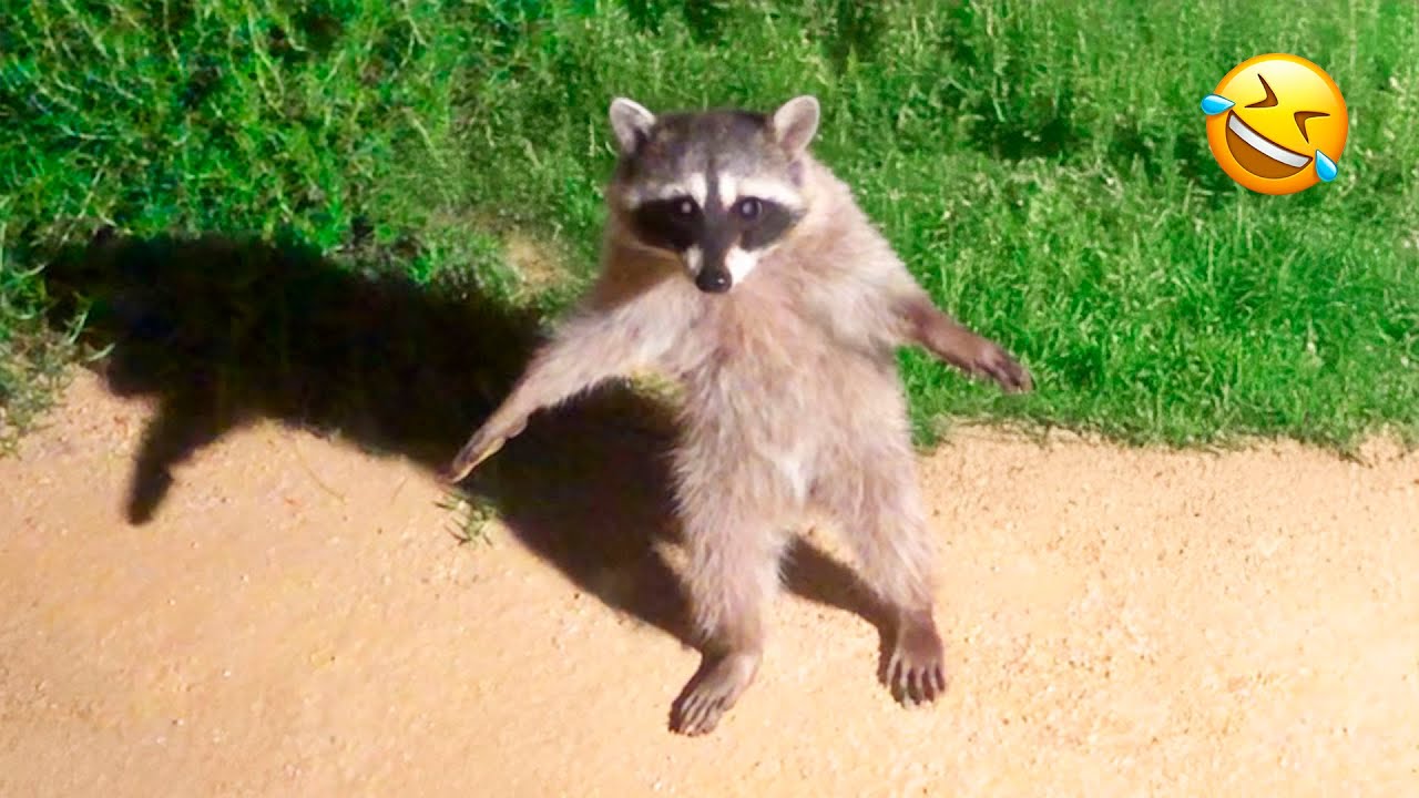 Funniest Animal Videos Ever