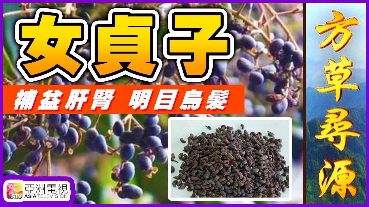 女貞子︱你所不知的強大功效！【芳草尋源】