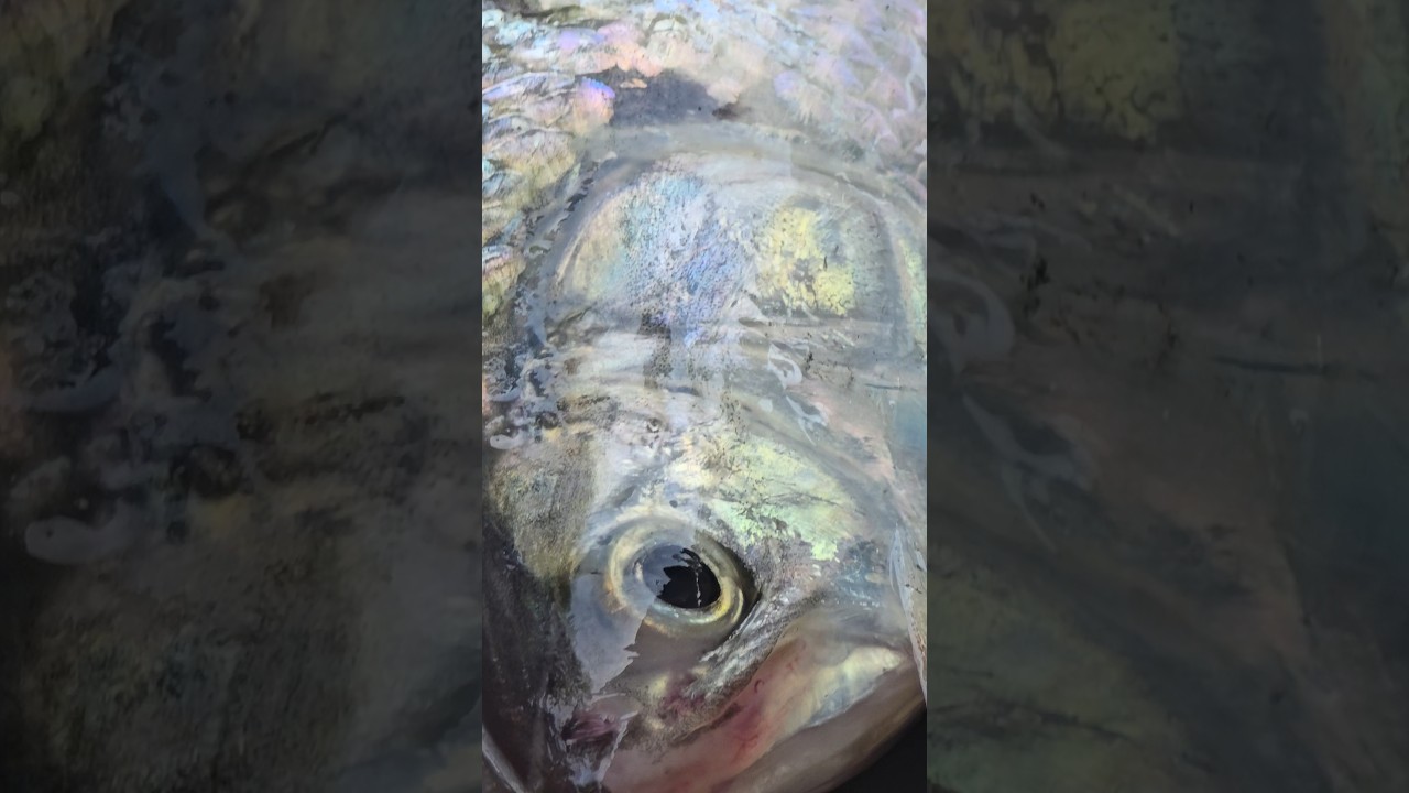 Big Ilish mach