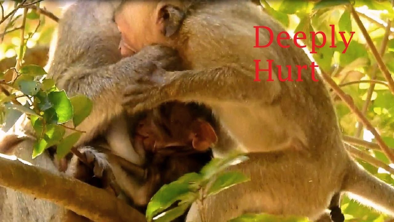 Great video of monkey family, Kind Jane family looks adorable and friendly