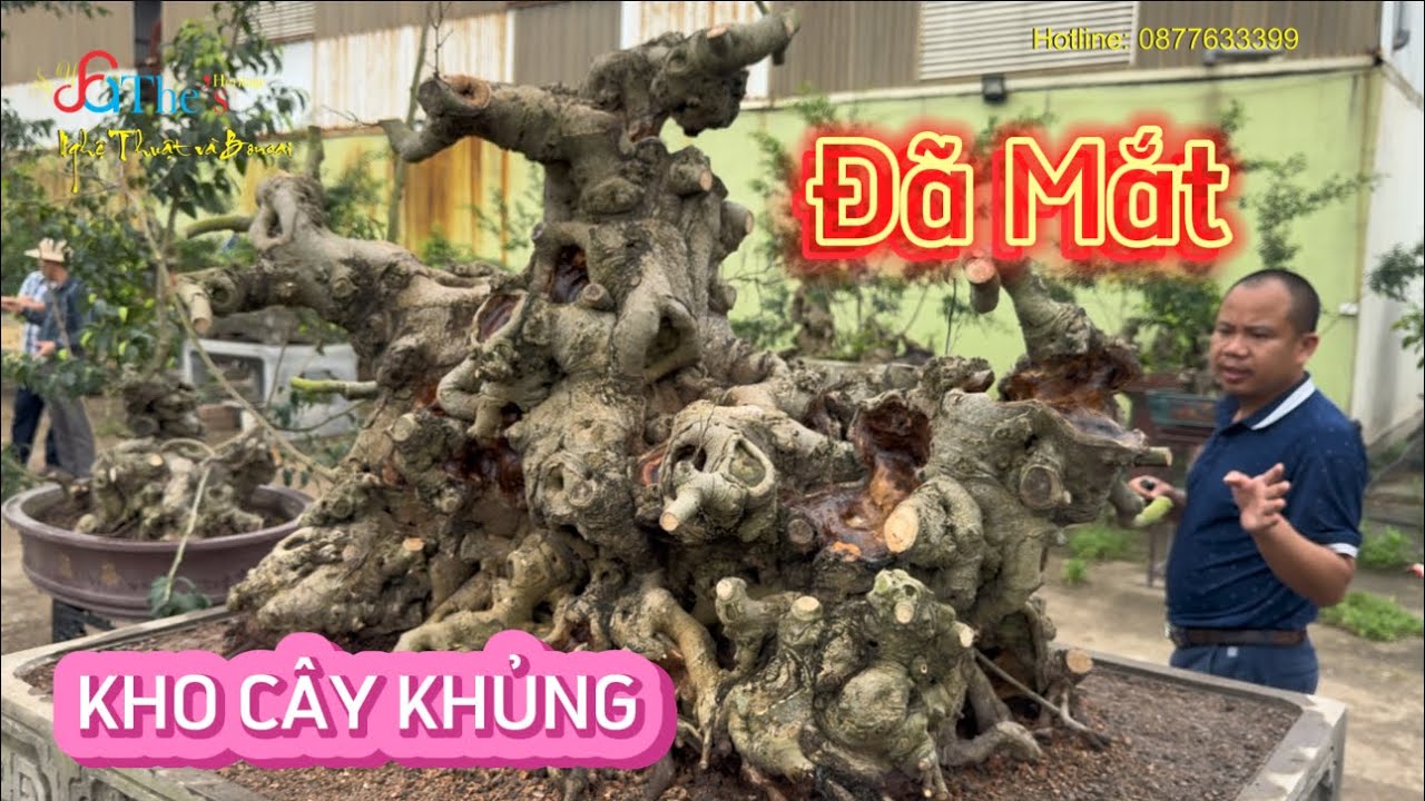 Lạc vào kho Cây khủng nhất Kinh Môn nhiều đồ chất lượng ai xem cũng phê